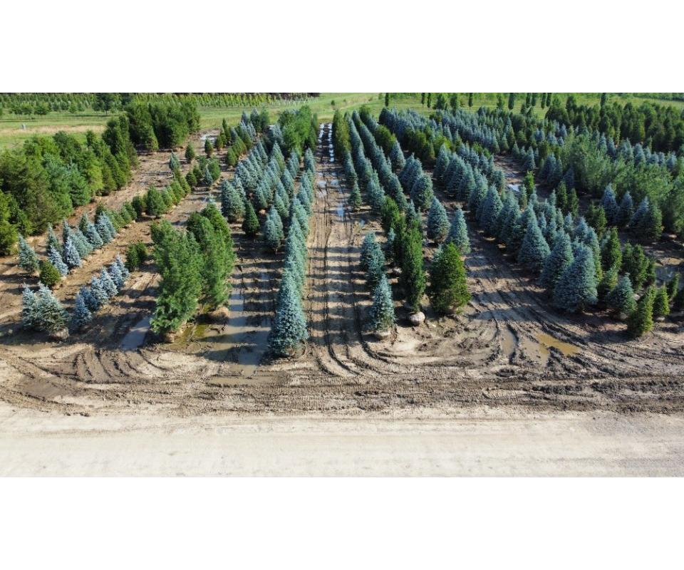 BROWNS NURSERY AUCTION