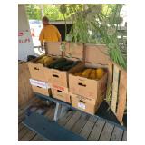 Monday Tailgate Auction - June 12th 2023