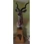 African Greater KUDU Taxidermy Shoulder Mount