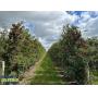 LIVE AUCTION - Glei's Orchard and Greenhouses Real Estate