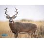 COURT SEIZED ITEMS OF DOUBLE D WHITETAILS, LLC