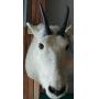 Rocky Mountain Goat