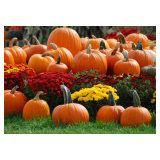 Fall Harvest Auction (and Local Meats Auction)