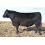 Quaker HIll Bull Sale