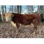 Bred Heifers, Open Heifers, Cow/Calf Pairs