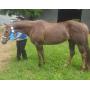 Courtland March Horse Auction