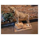 
	Trophy Wildlife Mounts, North American & African Animals, Electric Golf Cart, Boats

	 
