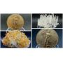 Gold &amp; Silver Coins, Quartz Crystal Clusters