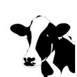 110 Head Of Quality Registered Holsteins
Online Only Through Cowbuyer.com 