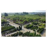 NURSERY WHOLESALE AUCTION 