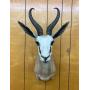Distinctive Mounted Animal Auction