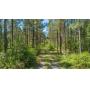 241 +/- Acre Timber and Recreational Property - Colquitt County, Georgia