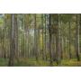 381 +/- Acre Timber Tract Located in Hart County, Georgia