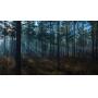 151+/- Acre Fine South Georgia Plantation Tract